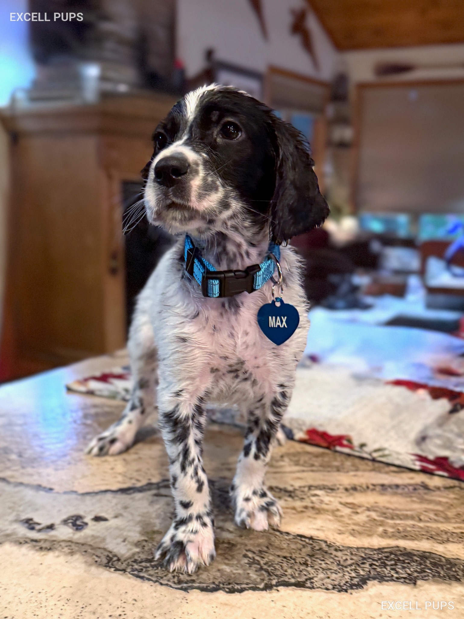 Max  - English Setter puppy